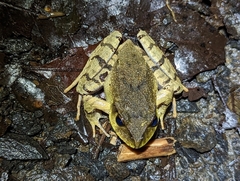 Platyplectrum fletcheri
