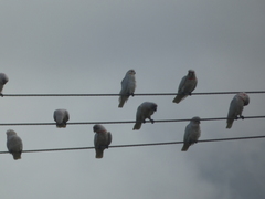 Cacatua sanguinea