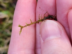 Calliergonella cuspidata