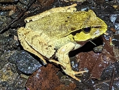 Platyplectrum fletcheri