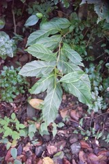 Citharexylum spinosum