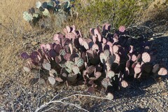 Opuntia azurea