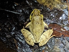 Platyplectrum fletcheri