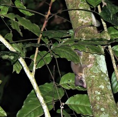 Pen-Tailed Treeshrew photo 1