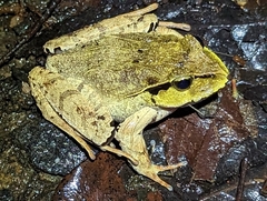 Platyplectrum fletcheri