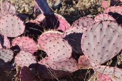 Opuntia azurea