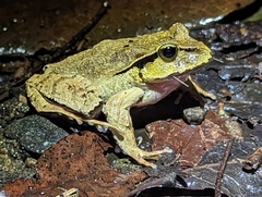 Platyplectrum fletcheri