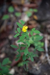 Oxalis frutescens