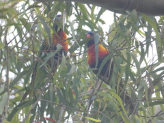 Trichoglossus moluccanus