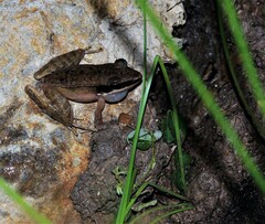Indosylvirana nicobariensis