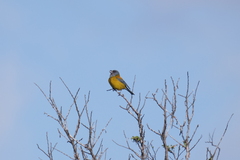 Phrygilus patagonicus