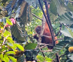 Pongo pygmaeus morio