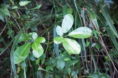 Tabebuia heterophylla