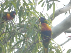 Trichoglossus moluccanus