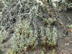 Diplacus aurantiacus