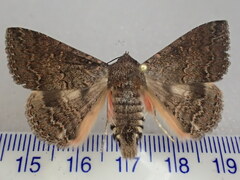 Eudesmeola lawsoni