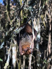 Lasiurus blossevillii