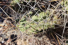 Echinocereus enneacanthus enneacanthus