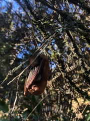 Lasiurus blossevillii