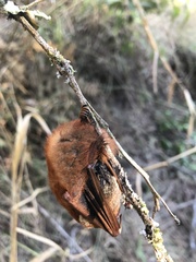 Lasiurus blossevillii