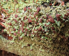Cladonia parasitica