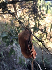 Lasiurus blossevillii
