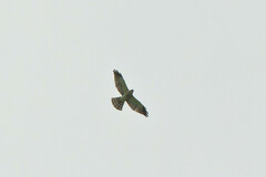 Accipiter soloensis