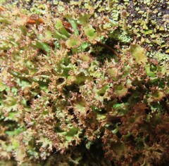 Cladonia crispata