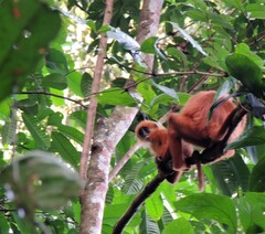 Presbytis rubicunda