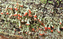 Cladonia incrassata