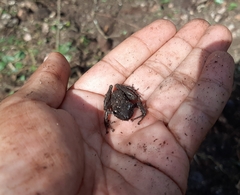 Craugastor yucatanensis