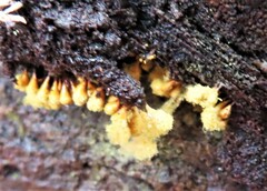 Hemitrichia clavata
