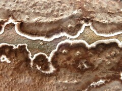 Peniophora albobadia