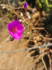 Cistanthe grandiflora