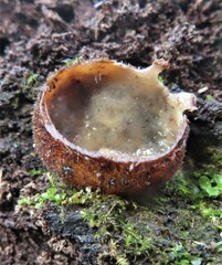 Humaria hemisphaerica