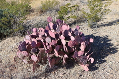 Opuntia azurea