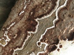 Peniophora albobadia