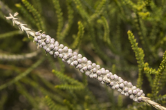 Melaleuca huegelii