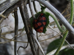 Botanochara octoplagiata