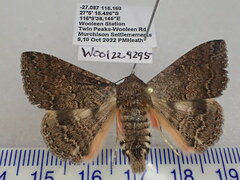 Eudesmeola lawsoni