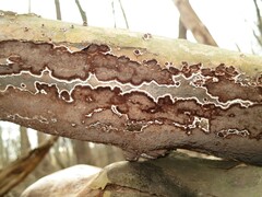 Peniophora albobadia