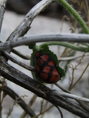 Botanochara octoplagiata