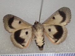 Eudesmeola lawsoni