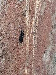 Odontocheila