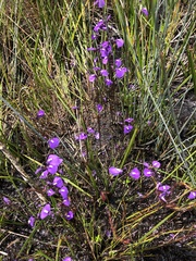 Utricularia dichotoma