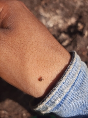 Achia adusta