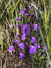 Utricularia dichotoma
