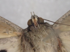 Eudesmeola lawsoni