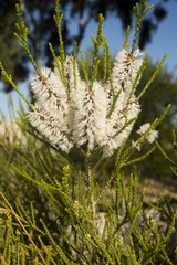 Melaleuca huegelii