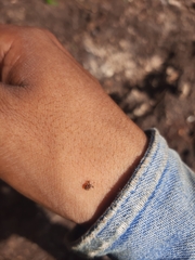 Achia adusta